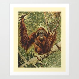 Old Man of the Forest Art Print
