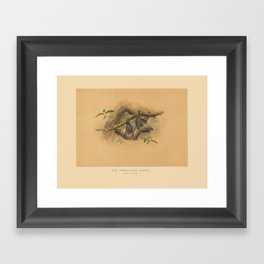The Three-Toed Sloth Framed Art Print