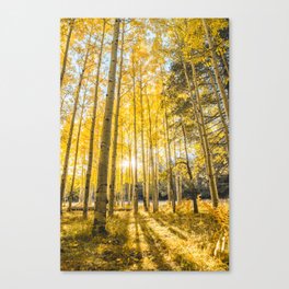Yellow Aspen Trees Autumn Leaves in Flagstaff, Arizona Canvas Print