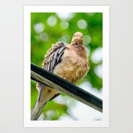 Mourning Dove on a Wire Art Print