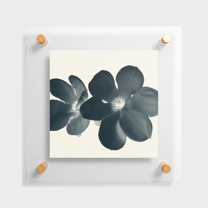 Cyan Magnolia #1 Floating Acrylic Print