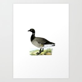 Vintage Brant Goose Bird Illustration Art Print