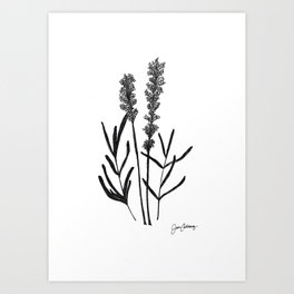 Lavender herb Black and White pencil and ink sketch, by Jason Callaway Art Print
