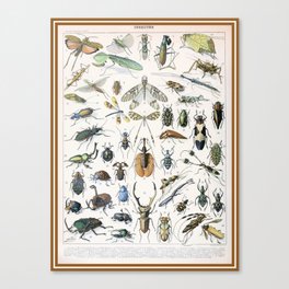 Insects by Adolphe Millot Canvas Print