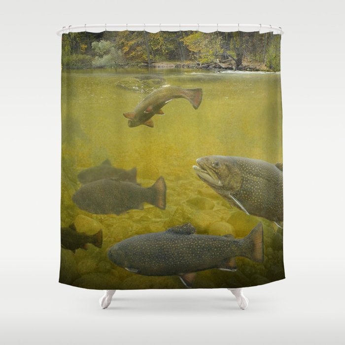 Brown Trout Feeding in a Stream Shower Curtain