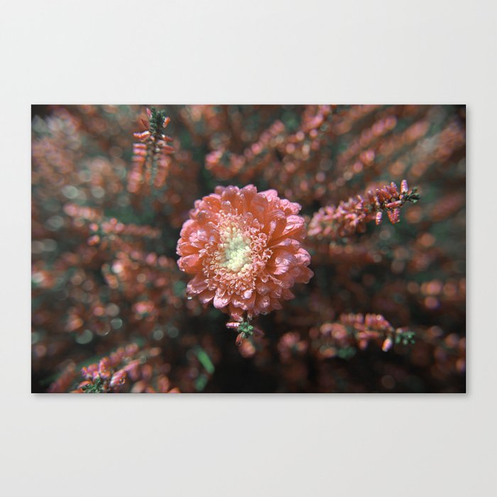 Center of Attention Canvas Print