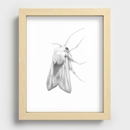 Moth  Recessed Framed Print