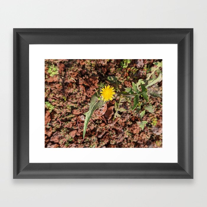 Yellow flower over ocher stones Framed Art Print