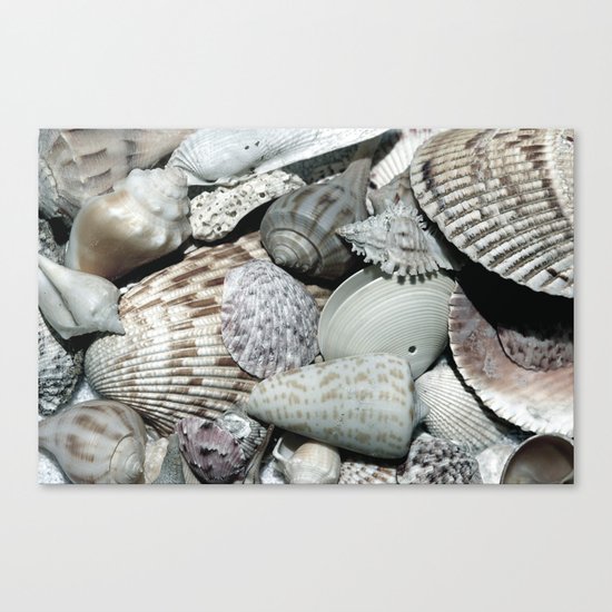Sea Shells Canvas Print