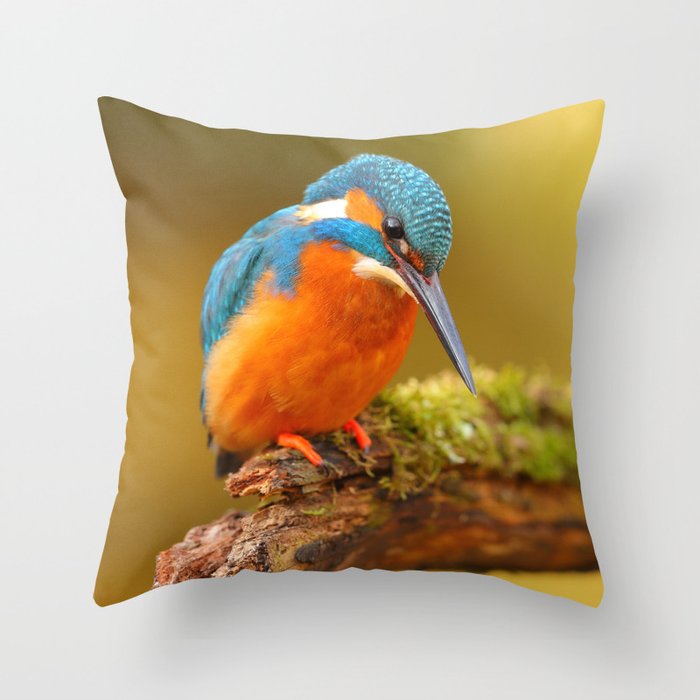 Turquoise Blue and Orange Kingfisher Bird on Perch 2 Animal / Wildlife / Nature Photograph Throw Pillow and More