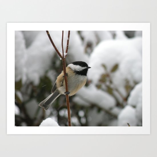winter chickadee Art Print