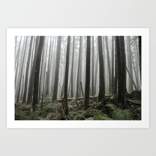 Tall Trees Art Print