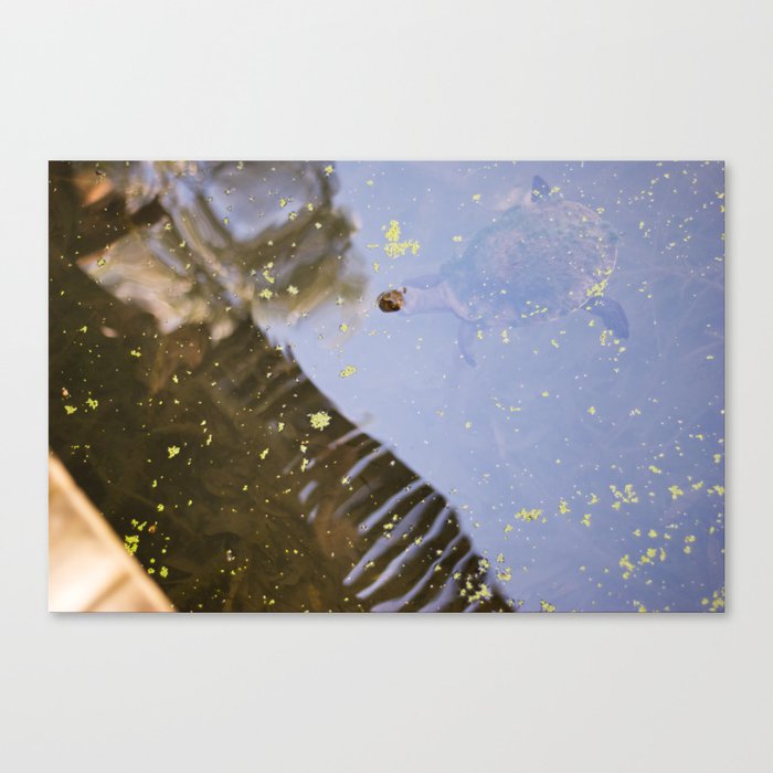 Turtle Pond Canvas Print