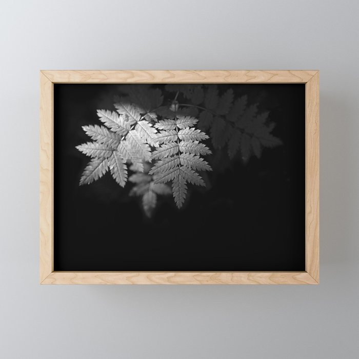 Ferns on Black Framed Mini Art Print