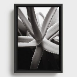 Aloe in Black and White Framed Canvas