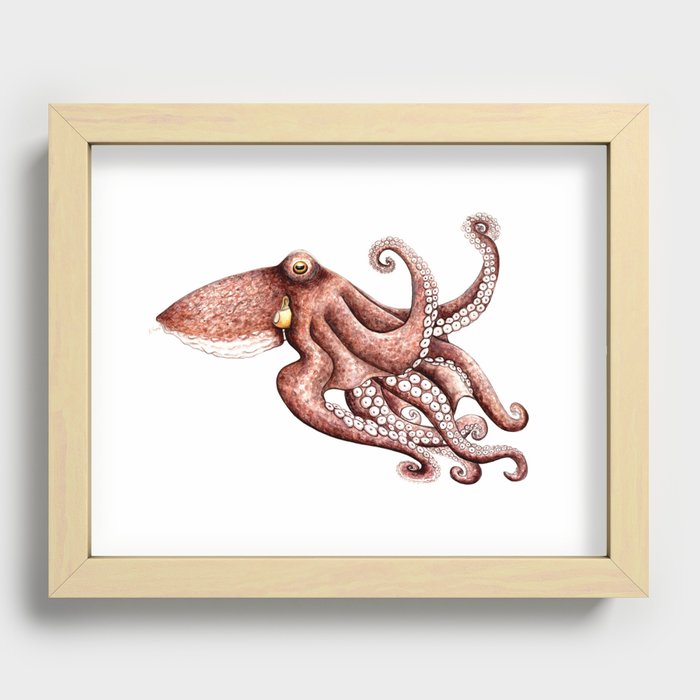 Octopus (Octopus vulgaris) Recessed Framed Print