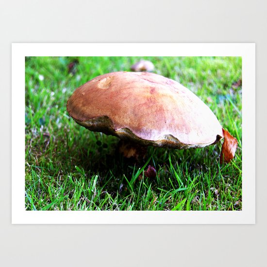 Fungi Art Print