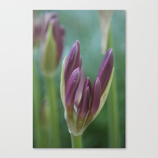 Floral Canvas Print