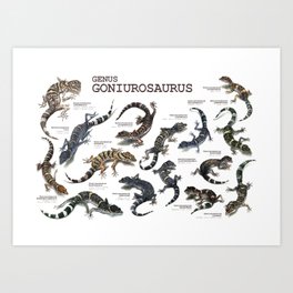 Genus Goniurosaurus Art Print