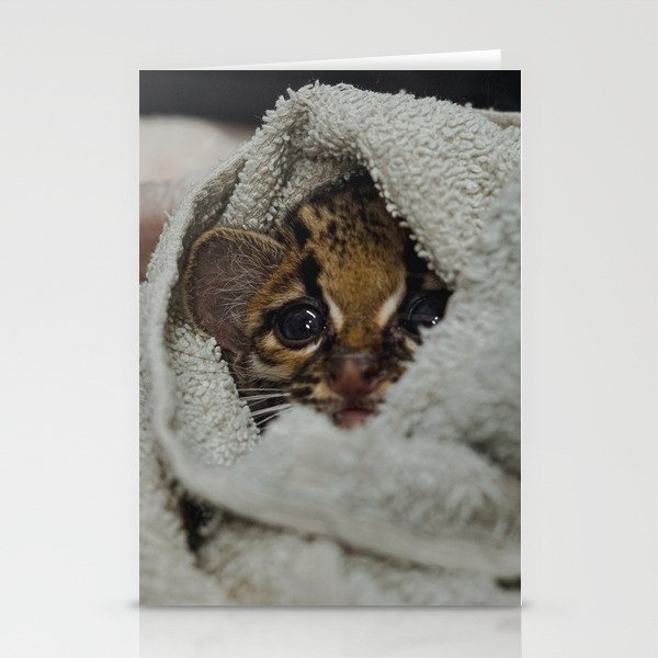 Baby Ocelot at Alturas Sanctuary in Costa Rica Stationery Cards