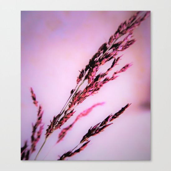soft and tender gras Canvas Print