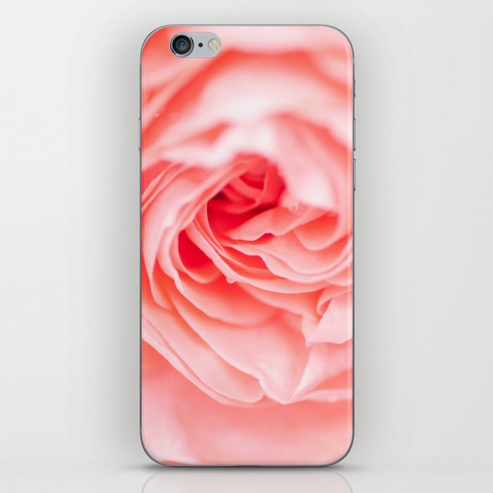 macro shot of beautiful pink rose flower iPhone Skin