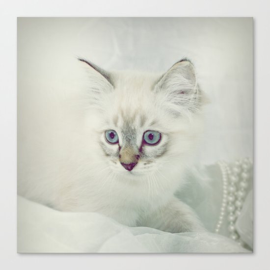 cAT Canvas Print
