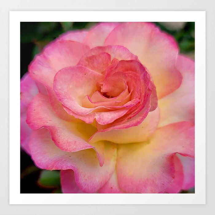Beautiful rose Art Print