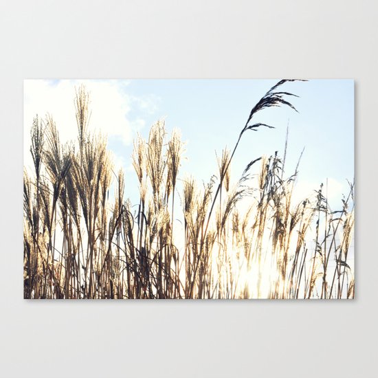 sun setting on reeds Canvas Print