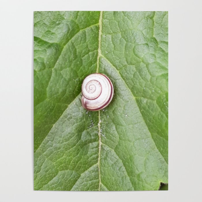 Snail and green leaf symbiosis Poster