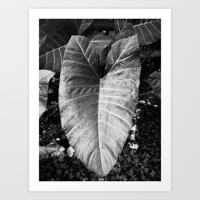 Foliage - Black and White Art Print