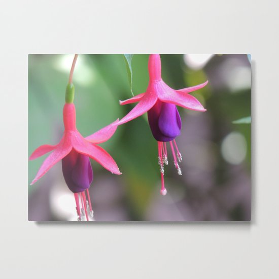 Fuchsia in the Rose Garden Metal Print