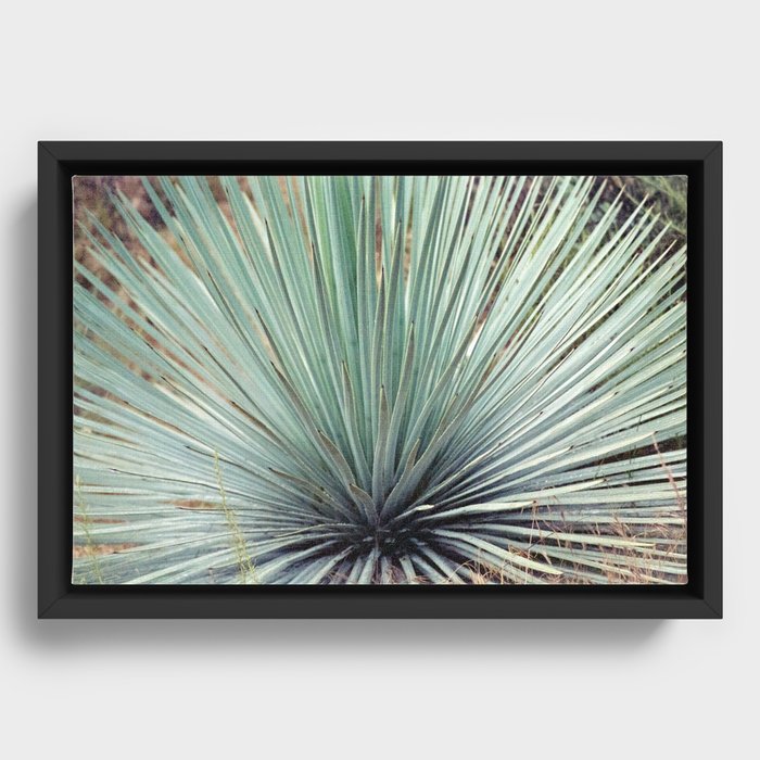 Agave Plant Framed Canvas