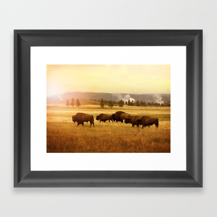 Bison at Yellowstone Framed Art Print