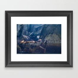 Sea Lions 8580 - Resurrection Bay , Alaska Framed Art Print