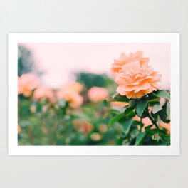 coral Art Print | Rose, Rosegarden, Peachy, Photo, Spring, Digital, Decor, Minnesota, Garden, Pink 