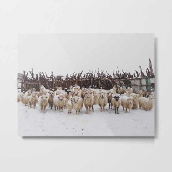 Snowy Sheep Stare Metal Print