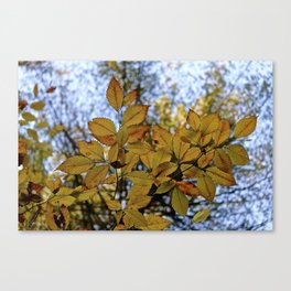 The Late October Woods Canvas Print