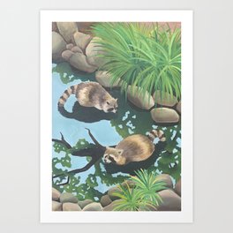 Raccoons in a Pond Art Print