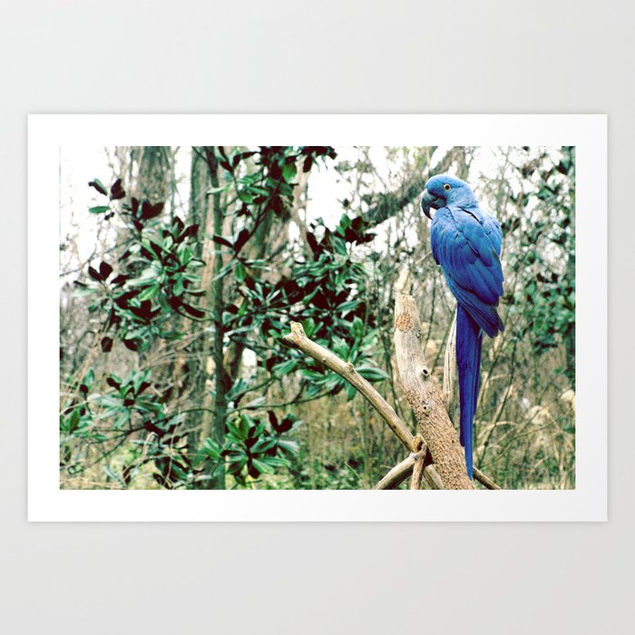 A Blue Macaw Art Print