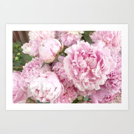 Pink Shabby Chic Peonies - Garden Peony Flowers Wall Prints Home Decor Art Print