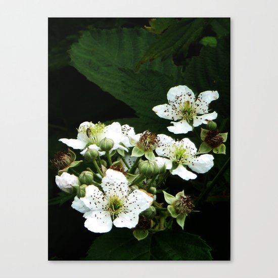 Fraises des bois Flowers Canvas Print