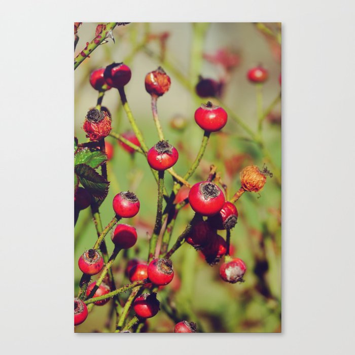Rose Hip Fruit | Nature Photography  Canvas Print