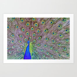 Peacock in Splendor Art Print