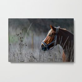 Brown horse in the field Metal Print | Stalion, Horse, Brownhorse, Photo 