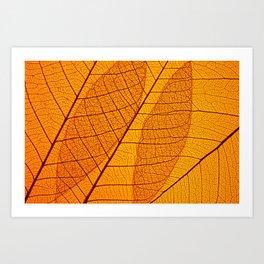 Beautiful Leaf veins texture, Abstract autumn background of Skeleton leaves Orange Art Print