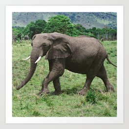 Moments Before the Elephant Charged Us Art Print