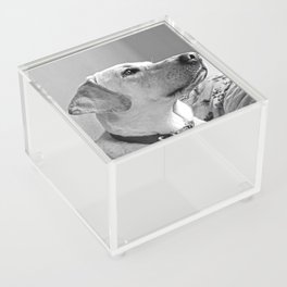 Are you coming? - Labrador Retriever Portrait in black and white Acrylic Box