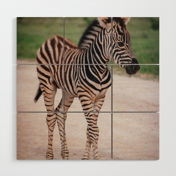 Baby Zebra | South Africa | Wild Life Animal Photography Wood Wall Art