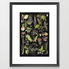 Adolphe Millot - Plantes dangereuses A (dangerous plants A) Framed Art Print
